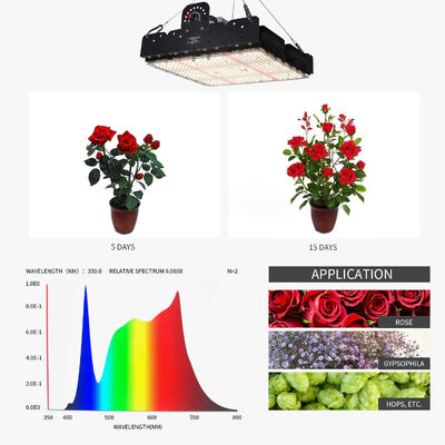 Full Spectrum 250W T5 LED Grow Light avec gestion thermique passive pour les plantes d'intérieur