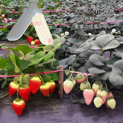 Compacte LED Grow Light avec spectre complet + 660nm et IP68 étanche à l'eau pour la croissance des plantes d'intérieur