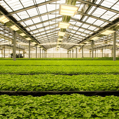 600w HPS 4x4 Grow Light Lamp Promouvoir la floraison et la fructification