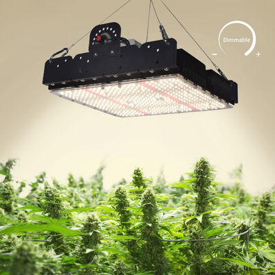 Lumière de croissance à LED T5 à spectre complet pour plantes d'intérieur 250w
